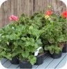 Pelargonia wisząca velvet 6 sztuk